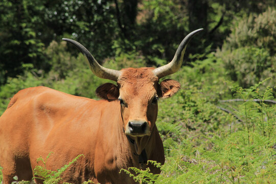 animal rural 