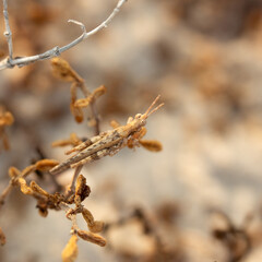 Photo of a golden brown grasshopper 