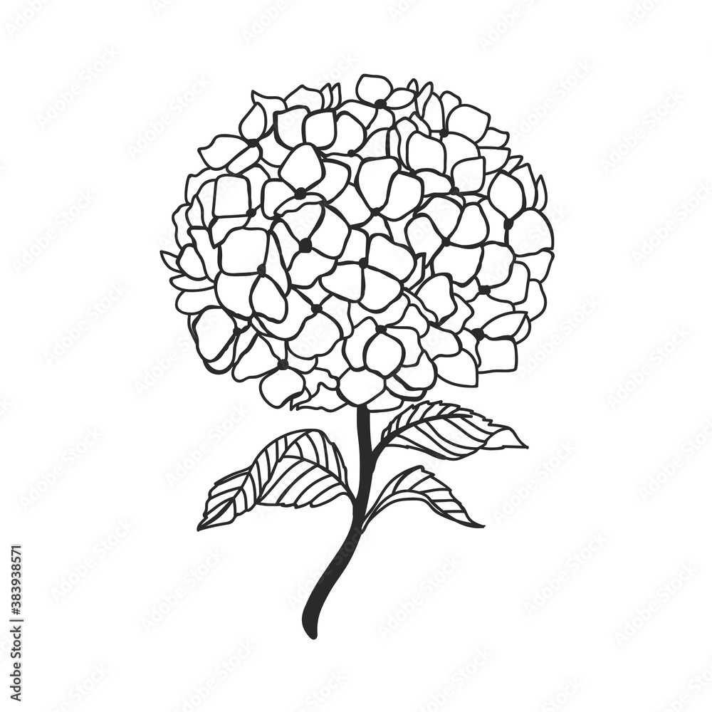 Wall mural hand-drawn hydrangea, vector illustration in vintage style.