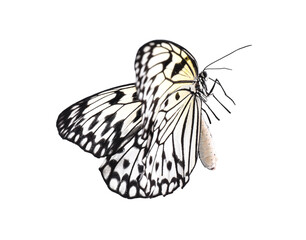 Beautiful rice paper butterfly isolated on white