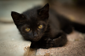 Photo of a black kitten staring