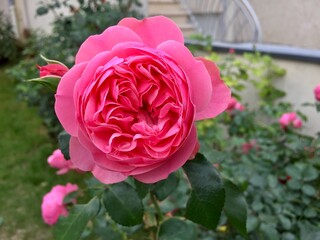 Rose de couleur rose ayant de multiples rangées de pétales