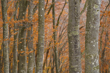 Obraz premium 黄葉のブナの森