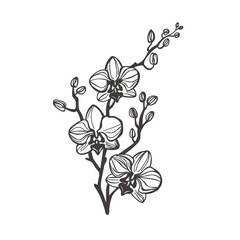 Orchid flower clip art. Flower out line.