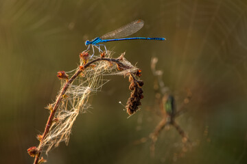 The common blue damselfly in the dew on a blade of grass on a web background