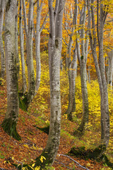 黄葉のブナの森