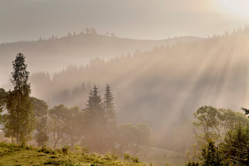 Foggy morning in the mountains, dew on trees and grass, silhouettes of mountains, sunrays through trees.