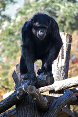Chimpanzee sitting on a wooden structure