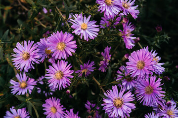 Many home seasonal perennial flowers, October lilac. Pink autumn Aster flowers with a yellow center close-up. Horizontal desktop background with beautiful little purple asters.