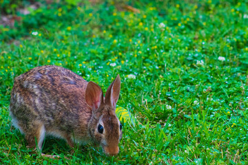 Eastern cottontail bunny foraging among lush grass and wild flowers.