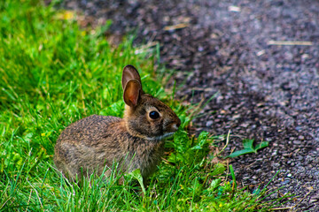 A baby bunny about to cross the trail pathway.