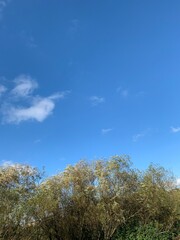 trees blue sky clouds autumn