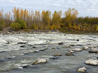 river in the forest
