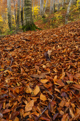 紅葉のブナの森