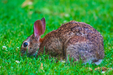 Eastern Cottontail sniffs the ground in hopes of finding food.