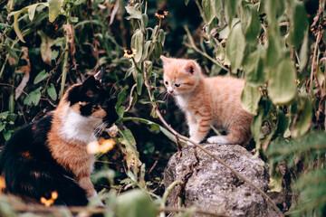 Cat and kitten sit in the bushes and explore the surrounding nature. Beautiful well-groomed domestic cats on a walk. Three-color mother cat of a turtle color and a small striped fluffy red kitten.