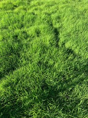 green grass background