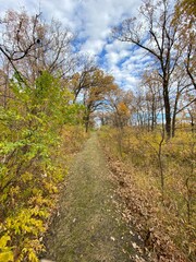 path in the woods