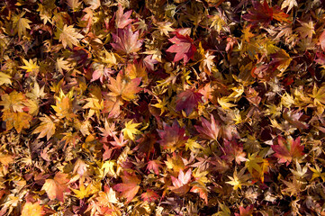 大芦渓谷の紅葉