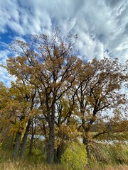 Fototapeta premium tree and sky