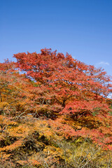 大芦渓谷の紅葉