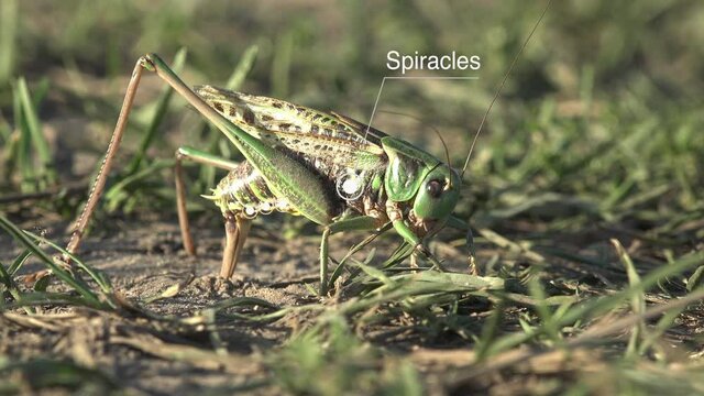External Anatomy grasshopper diagram, Study Notes on Grasshopper, Phylum Arthropoda. Bush crickets use their ovipositors to force burrow into earth to receive eggs 