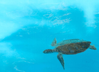 Single turtle swimming in a blue big empty pool
