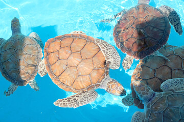 Small growing turtles swimming in a blue pool in a group