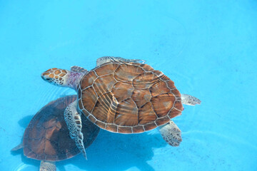 Small growing turtles swimming in a blue pool in a group