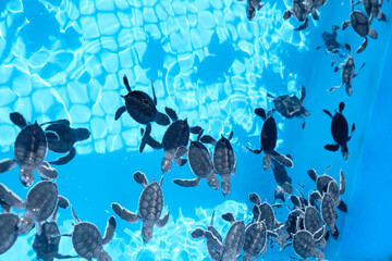 Small growing turtles swimming in a blue pool in a group