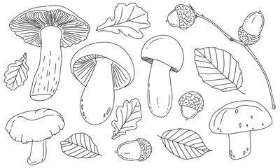 Mushrooms, acorns, and leaves are drawn with the contour lines. Vector illustration isolated on white. The concept of autumn, the gifts of the forest 