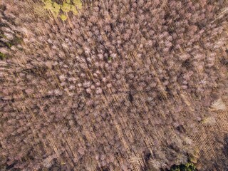 Early spring forest from above