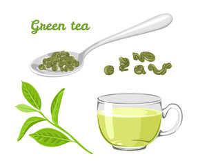 Green tea set. Branch of fresh green tea plants, dried leaves in a spoon, glass cup with a drink isolated on white background. Vector illustration in cartoon flat style.