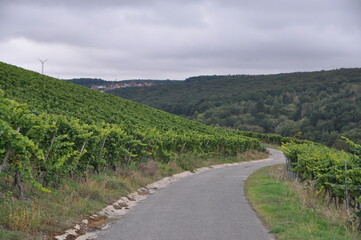 Fototapeta na wymiar vineyards in Randersacker, Bavaria, Germany