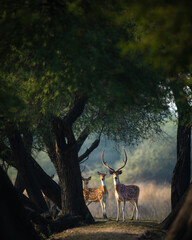 deer in the woods