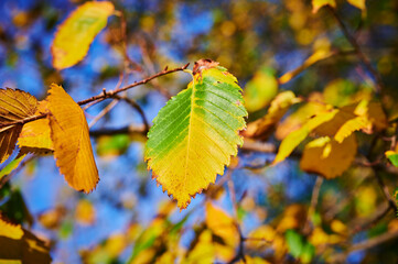 Branches with green and orange autumn leaves in the sunlight.