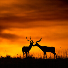 antelope at sunset