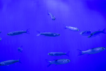 Nice fish swarm on blue background in sea aquarium nature ocean life