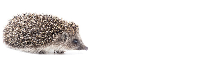Hedgehog isolate on white background.