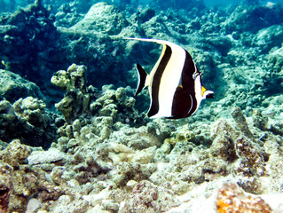 Fototapeta na wymiar Passeando pelos corais