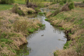 A small winding river among the trees on a cloudy day, a swimming duck.