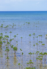 ヤエヤマヒルギの幼木