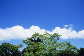 青空の雲と樹