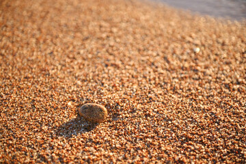 seed in the sand