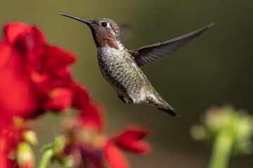 Fototapeta na wymiar Hummingbird flying, flapping its wings in flight.