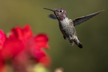Fototapeta na wymiar Hummingbird flying, flapping its wings in flight.