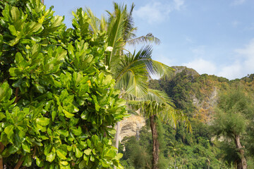 Fototapeta na wymiar In the foreground are tropical plants and palm trees, in the background of the mountains covered with trees