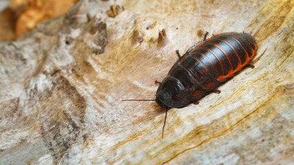 Black giant madagascar hissing cockroach in natural environment. Princisia vanwaerebeki.