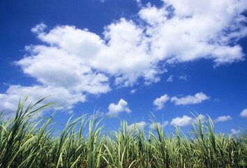 青空のサトウキビ畑