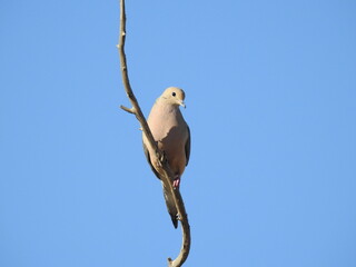 Morning Dove, Lake Isabella, Sierra Nevada Mountains, California.